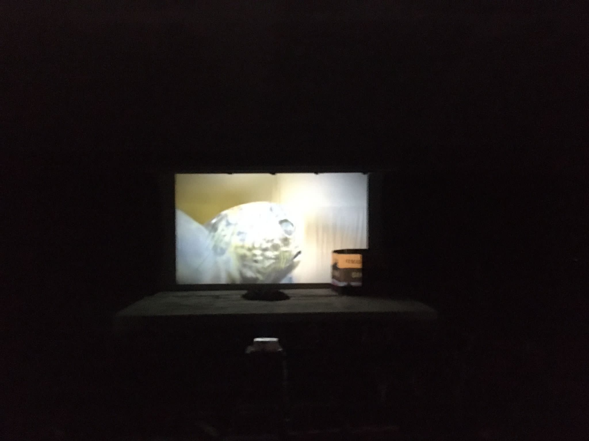 Tortuga número cien