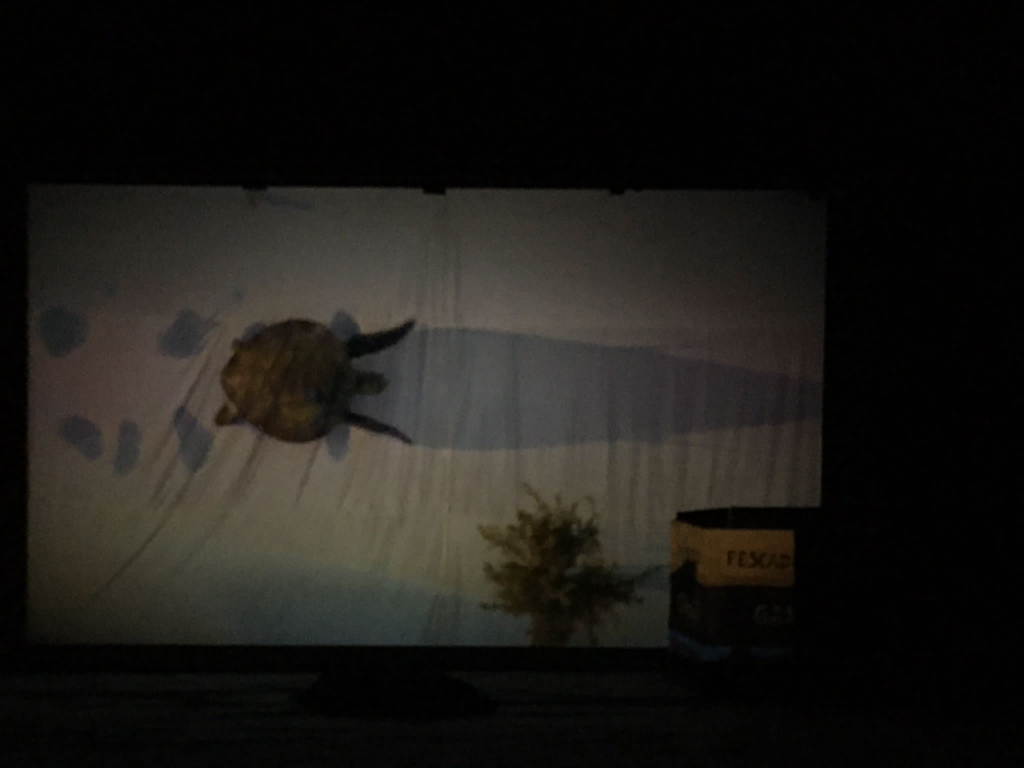 Tortuga número cien